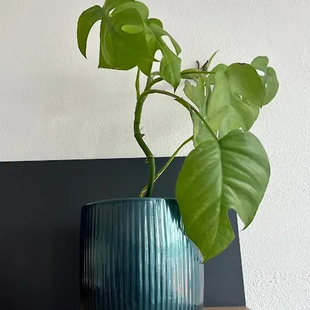 Monstera I *