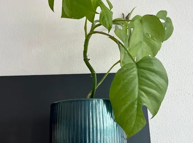 Monstera I - Classic *